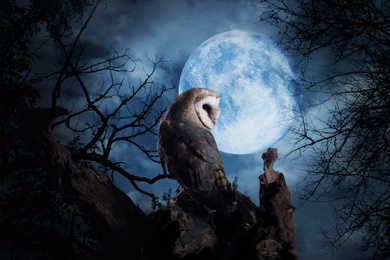 Owl on tree under full moon at night