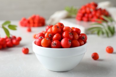 Fresh ripe rowan berries in bowl on light table, closeup