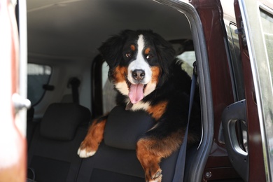Photo of Bernese mountain dog in backseat of car
