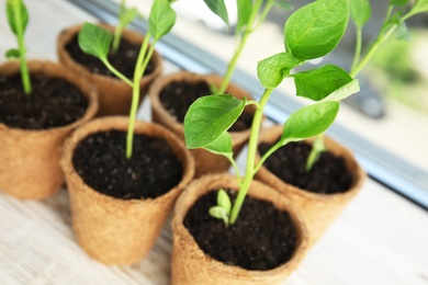 Photo of Vegetable seedlings in peat pots on window sill indoors, closeup
