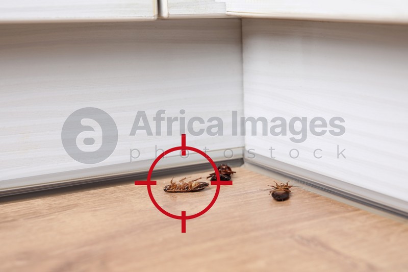 Cockroaches with red target symbol indoors. Pest control
