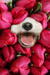 Adorable Bichon surrounded by beautiful tulips flowers. Spring mood