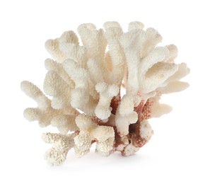 Beautiful exotic sea coral isolated on white