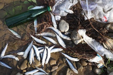 Dead fishes and trash in river, flat lay. Environmental pollution concept