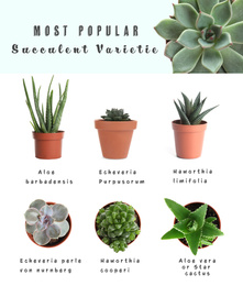 Image of Most popular succulent varieties. Houseplants and names on white background