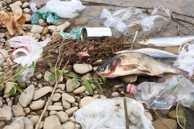 Dead fishes among trash on stones near river. Environmental pollution concept