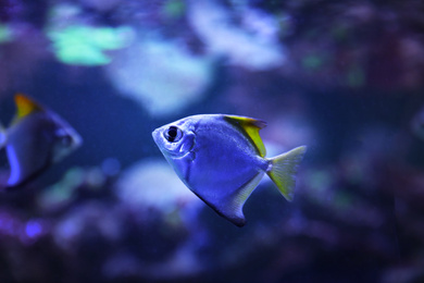 Beautiful silver moony fish in clear aquarium