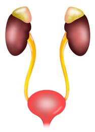 Illustration of kidneys and urinary system on white background. Human anatomy