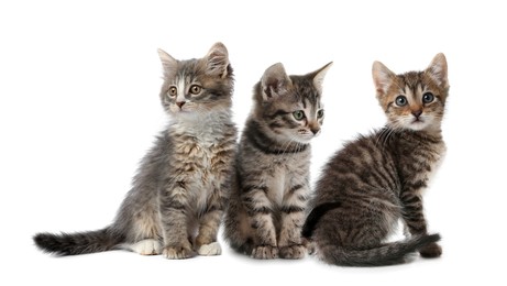 Group of cute little kittens on white background