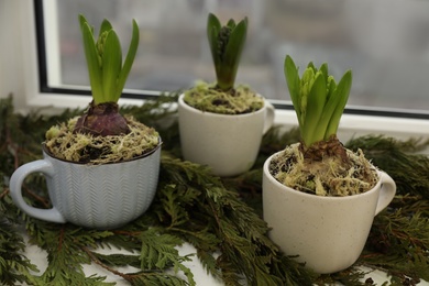 Photo of Potted hyacinth flowers and thuja branches on window sill, closeup