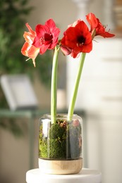 Photo of Beautiful red amaryllis flowers on stool indoors