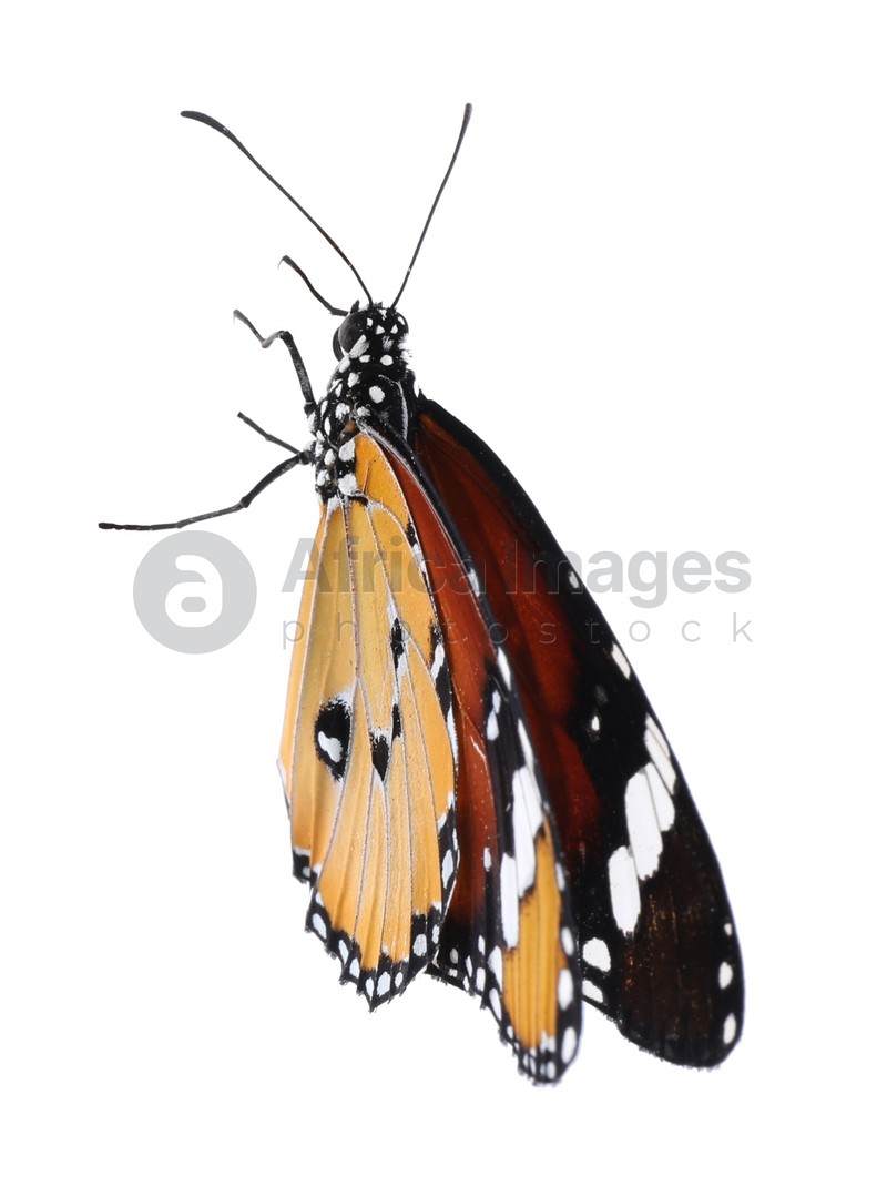 Beautiful painted lady butterfly isolated on white