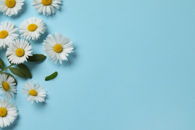 Many beautiful daisy flowers and leaves on light blue background, flat lay. Space for text