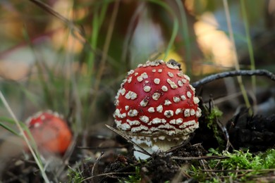 Amanita mushroom growing in forest, closeup. Space for text