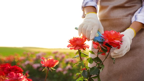 Woman pruning rose bush outdoors, closeup. Gardening tool