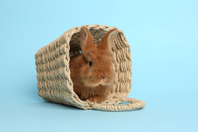Adorable fluffy bunny in wicker basket on light blue background. Easter symbol