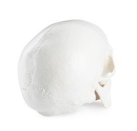 Human skull isolated on white, back view