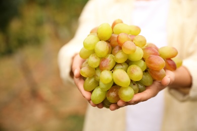 Woman with bunch of grapes in vineyard, closeup
