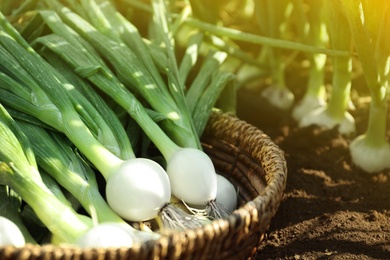 Photo of Wicker bowl with fresh green onions in field, closeup