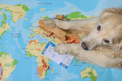 Golden retriever lying near toy airplane and ticket on world map, above view. Travelling with pet