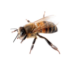 Beautiful honeybee on white background. Domesticated insect