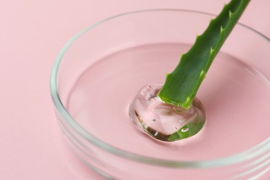 Petri dish with aloe plant and cosmetic product on pink background, closeup