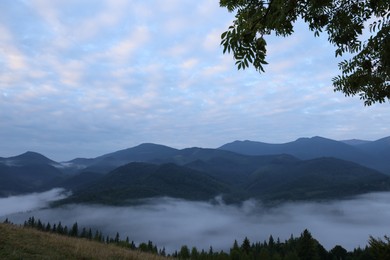 Picturesque view of mountains and forest covered with fog in morning