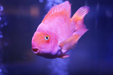Beautiful blood parrot cichlid fish in clear aquarium, closeup