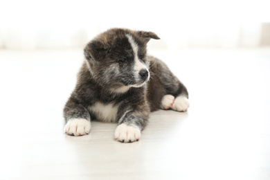 Cute Akita inu puppy on floor indoors. Friendly dog