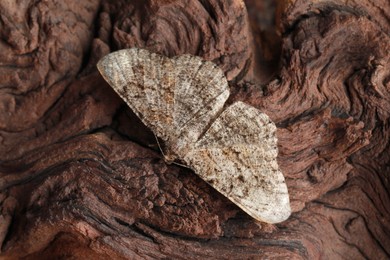 Alcis repandata moth on wooden textured background, top view