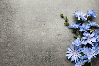 Photo of Beautiful chicory flowers on grey background, flat lay. Space for text