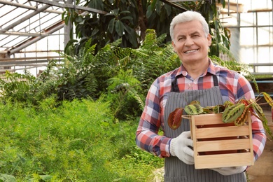 Photo of Mature man holding wooden crate with tropical plant in greenhouse. Home gardening