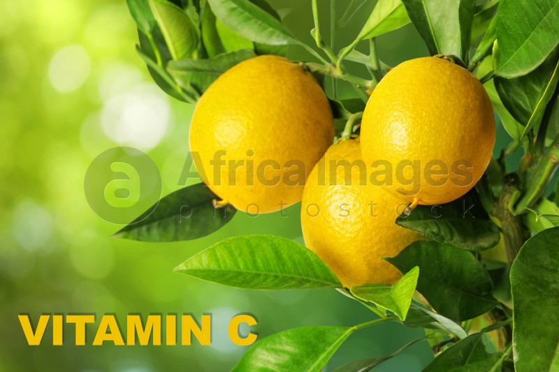 Source of Vitamin C. Lemon tree branches with ripe fruits outdoors