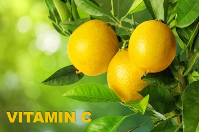 Source of Vitamin C. Lemon tree branches with ripe fruits outdoors