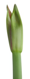 Photo of Beautiful fresh amaryllis bud on white background