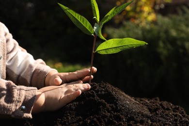 Photo of Small child planting young tree in garden, closeup