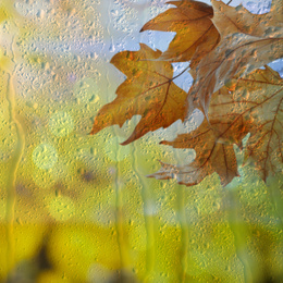 Beautiful autumn leaves on rainy day, view through window 