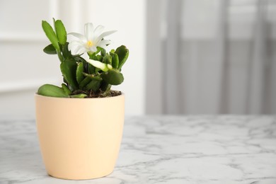 Beautiful blooming Schlumbergera (Christmas or Thanksgiving cactus) in pot on white marble table indoors. Space for text