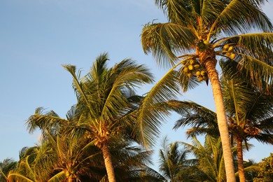 Photo of Beautiful palm trees with green leaves under clear blue sky, low angle view