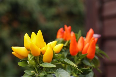 Capsicum Annuum plants. Potted rainbow multicolor and yellow chili peppers against blurred background outdoors, closeup