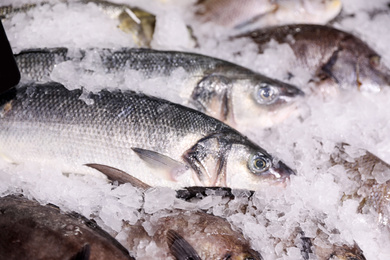 Different types of fresh fish with ice in supermarket, closeup