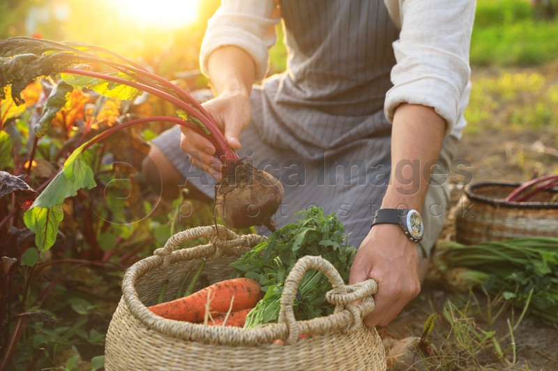 Photo of Man harvesting different fresh ripe vegetables on farm, closeup