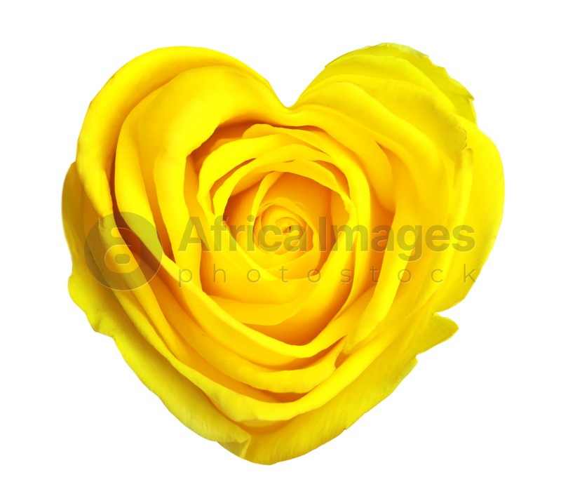 Beautiful yellow rose in shape of heart on white background