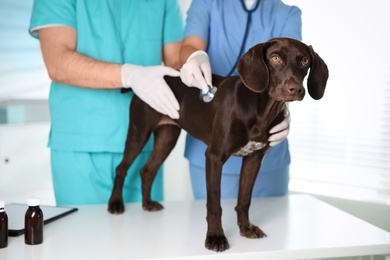 Photo of Professional veterinarians examining dog in clinic, closeup