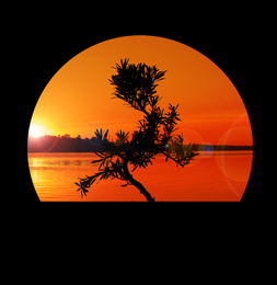 Silhouette of Japanese bonsai plant against sky at sunset. Creating zen atmosphere at home