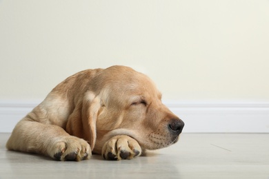 Cute yellow labrador retriever puppy on floor indoors. Space for text