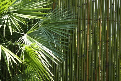 Photo of Beautiful tropical plant with green leaves near bamboo fence outdoors. Space for text