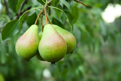 Photo of Ripe pears on tree branch in garden, closeup