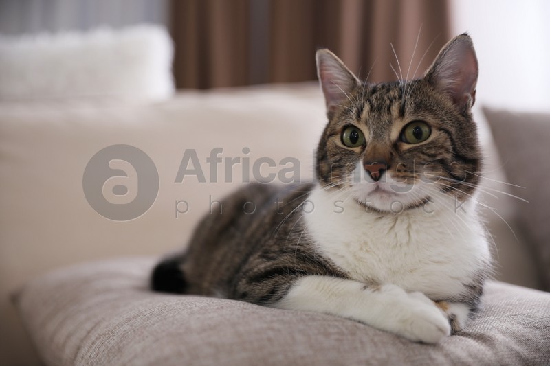 Photo of Cute cat on sofa at home, space for text