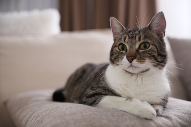 Cute cat on sofa at home, space for text